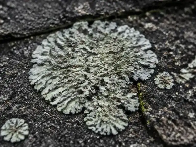 Pale lichen spots on asphalt shingles in Barrington, IL